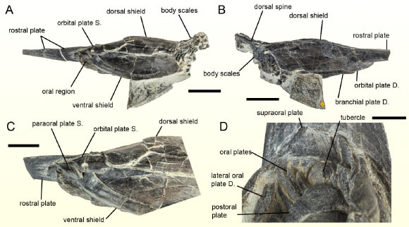 Rhinopteraspis dunensis. Image credit: Dearden et al., doi: 10.1098/rspb.2023.2258.