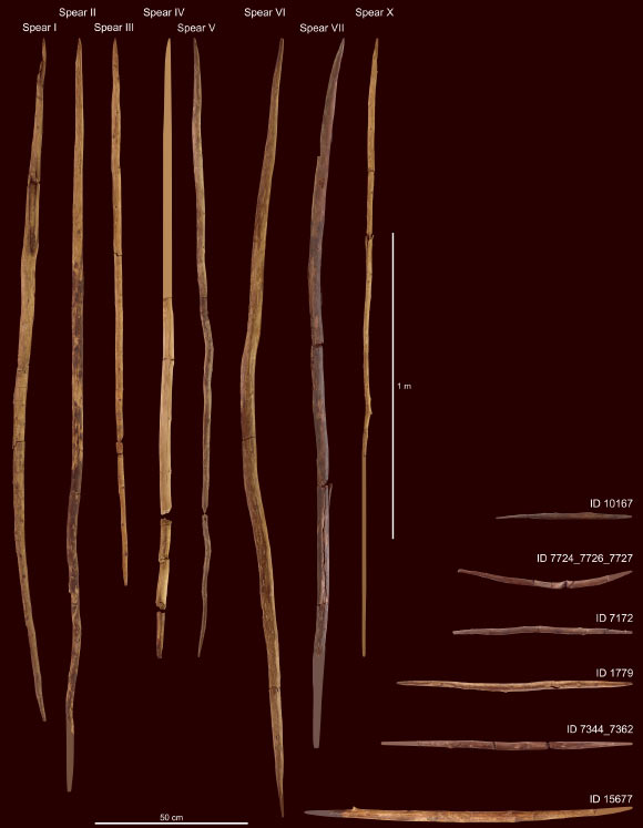 The wooden spears from the Schöningen site, Germany. Image credit: Minkusimages / Matthias Vogel, NLD.